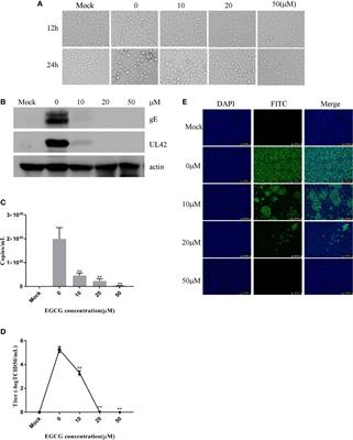 (−)-Epigallocatechin-3-Gallate Inhibits the Life Cycle of Pseudorabies Virus In Vitro and Protects Mice Against Fatal Infection